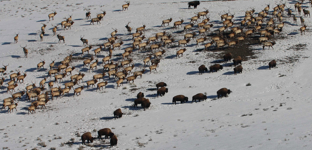A large herd of elk and a few bison look for grass in the prairie snow