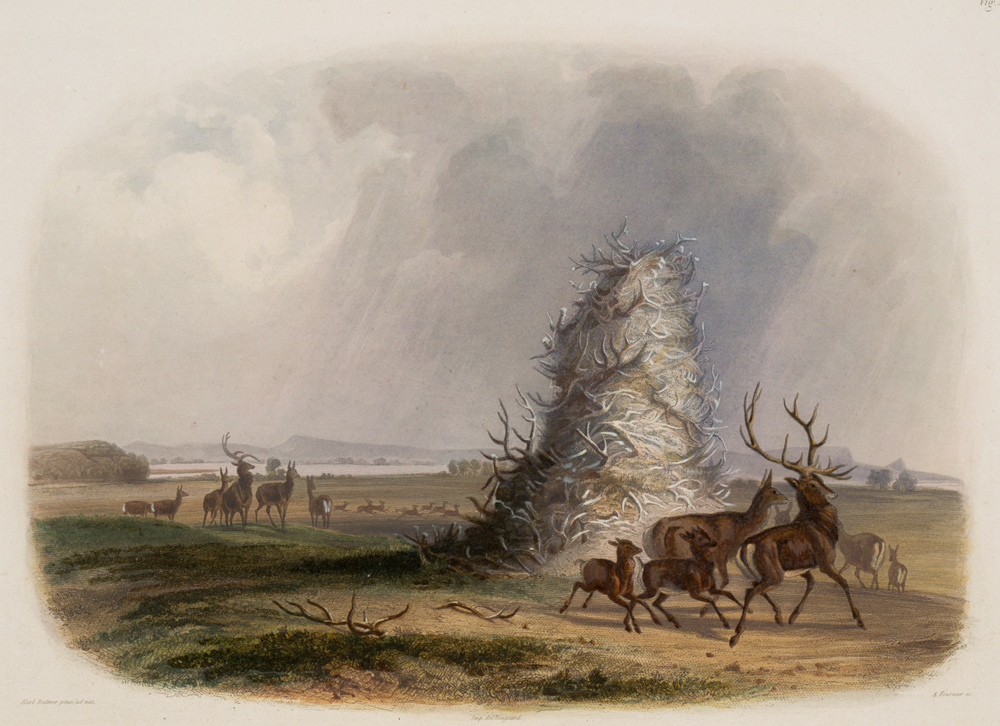 Painting of a large mound of elk antlers