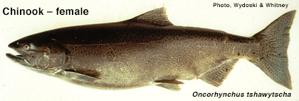 Female chinook salmon