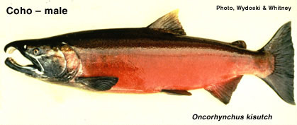 Male coho salmon