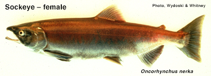 Female sockeye salmon
