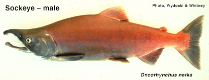 Male sockeye salmon