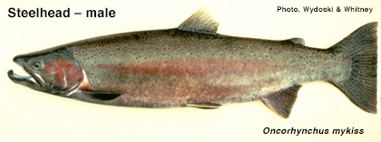 Male steelhead