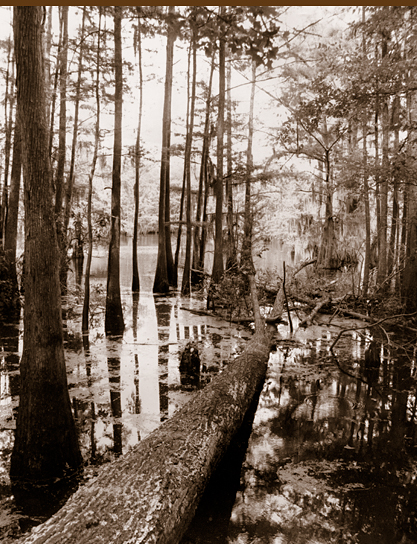 photo of a swamp with cypress trees