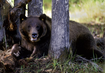 photo: Grizzly among tree trunks facing camera and show long claws