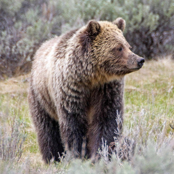 A grizzly gazes to one side