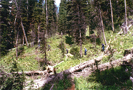 Forest with dense underbrush on Lost Trail Pass