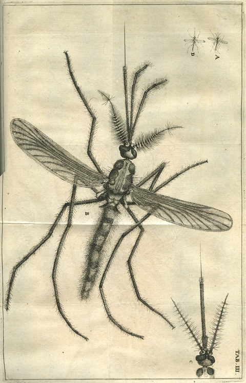 Scientific illustration of a mosquito as described below