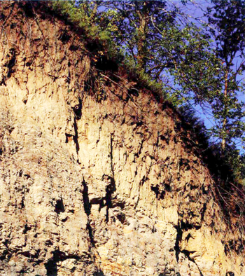 Tall, eroded river bank with layer of dark earth