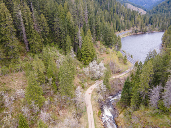 Tall pines grow along the Lochsa River