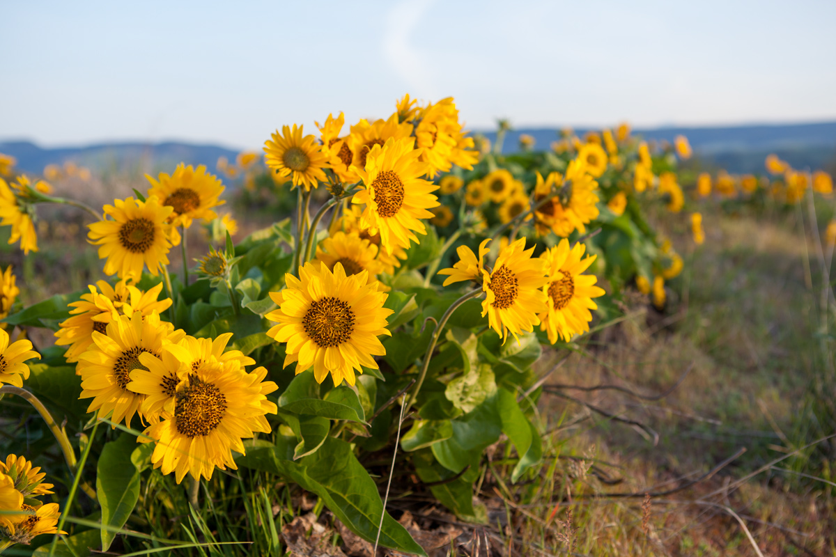 Large yellow flowers in bloom