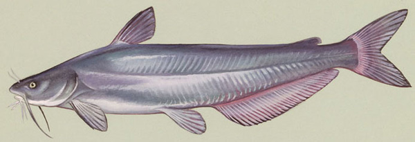 Large fish with long whiskers