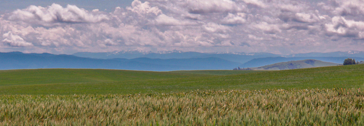 green field with snow peaks in the distance