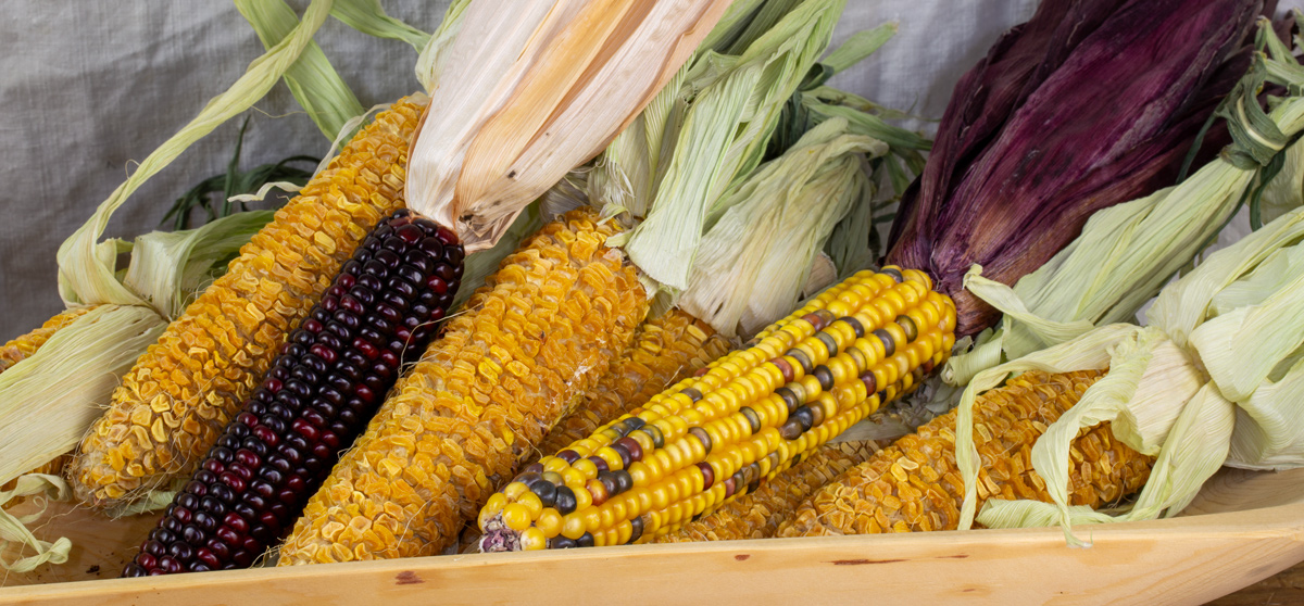 Colorful ears of dried corn