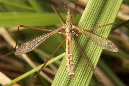 Slender winged flying insect with a long body
