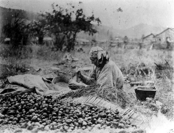 An Indian women works on a large pile of camas bulbs