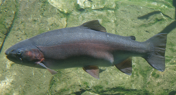 Large trout with reddish stripe