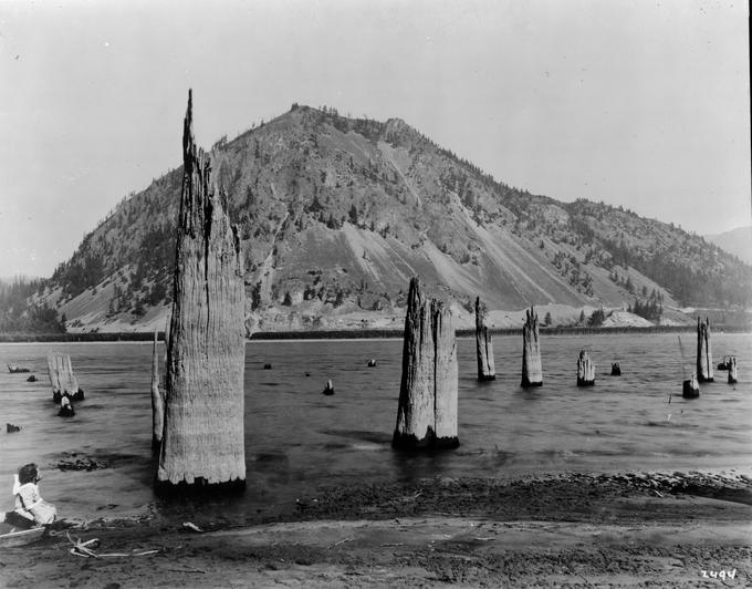 Large tree trunks emerge from the water