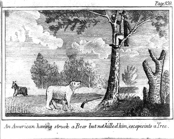 ink sketch of a gentleman treed by a bear
