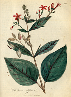 19th-century scientific illustration of a plant with large leaves and red flowers