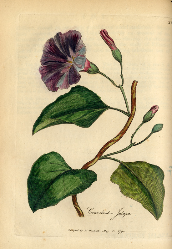 Early scientific illustration of Convolvulus jalapa