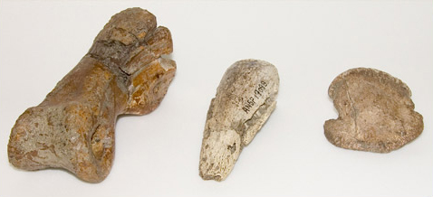 Dinosaur toe fossil specimens