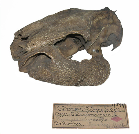 Osteopera platycephalus: an old, brown skull of a large mammal