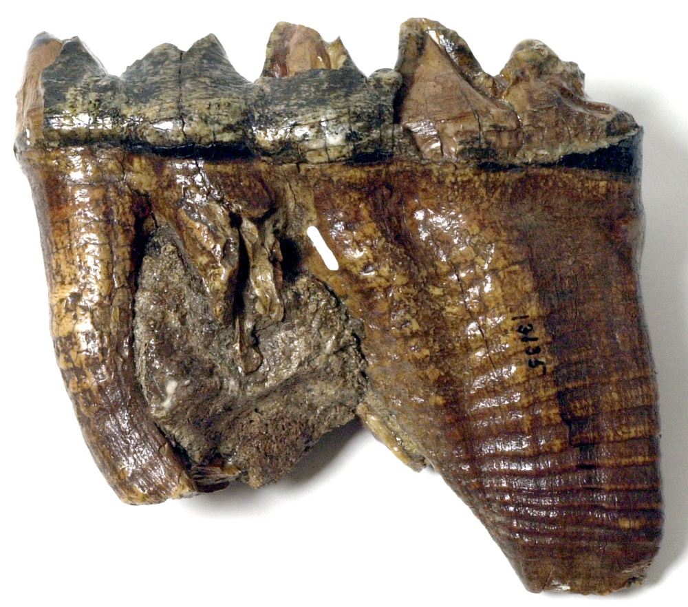 Mastodon tooth: a large molar