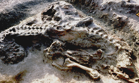 t-rex bones
