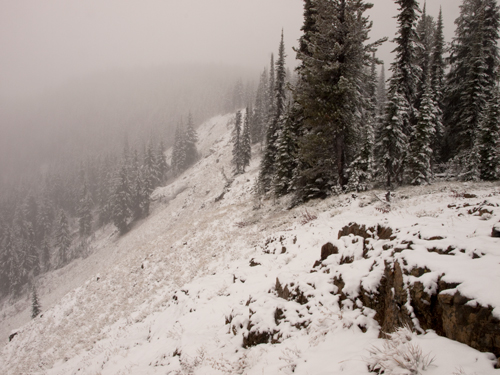 A snowy mountain ridge covered with sub-alpine fir trees