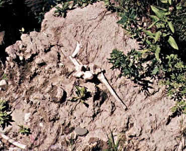 photo of bison bones