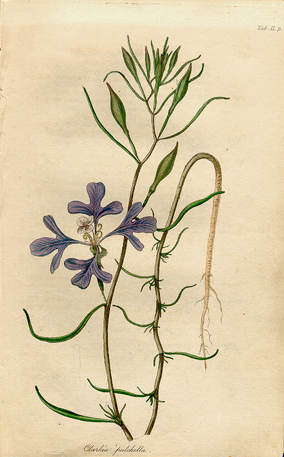 19th-century scientific illustration of a 3-lobed plant