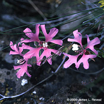 photo: Clarkia pulcella with antler-shaped purple petals
