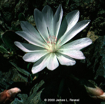photo: Oregon bitter-root blossom with slender white petals