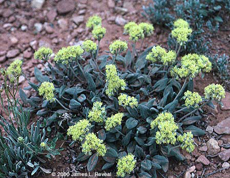 photo: alpine golden wild bucksheet plant in bloom
