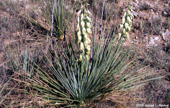 photo: soapweed plant in bloom