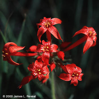 photo Scarlet gilia blossoms