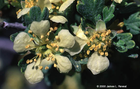 photo: Bitterbrush
