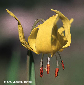 photo: Yellow avalanche-flower blossome