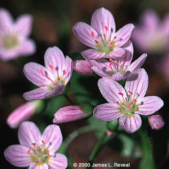 photo: springbeauty blossoms