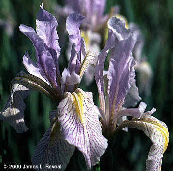 photo: plant with long and drooping purple petals