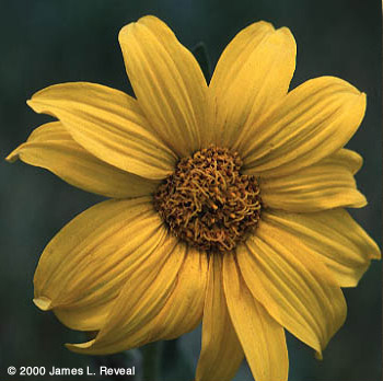photo: flower with bright yellow petals
