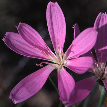photo: rush pink blossom