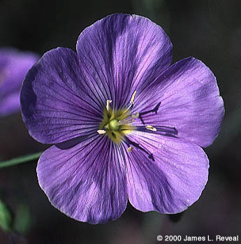 photo: Prairie flax blossom