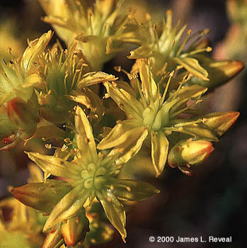 photo: lance-leaf stonecrop blossoms