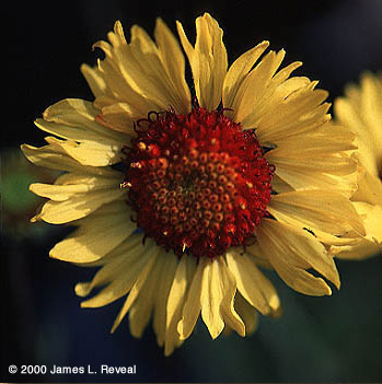 photo: Gaillardia blossom