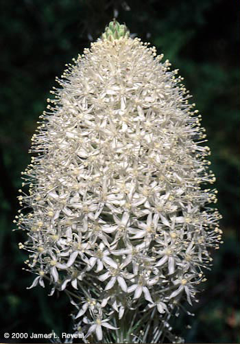 Plant with a large 'bulb' consisting a multiple white petals