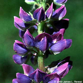 photo: Pursh's silky lupine blossom