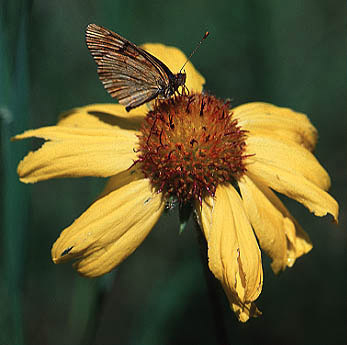 photo: Western cone-flower blossom