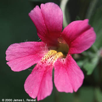 photo: Great purple monkey-flower blossom